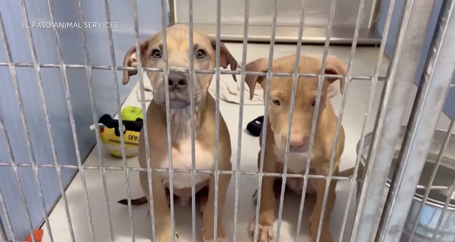 City of El Paso updates animal ordinance to expand dog safety classifications