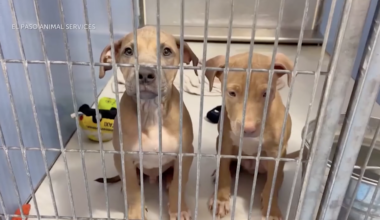 City of El Paso updates animal ordinance to expand dog safety classifications