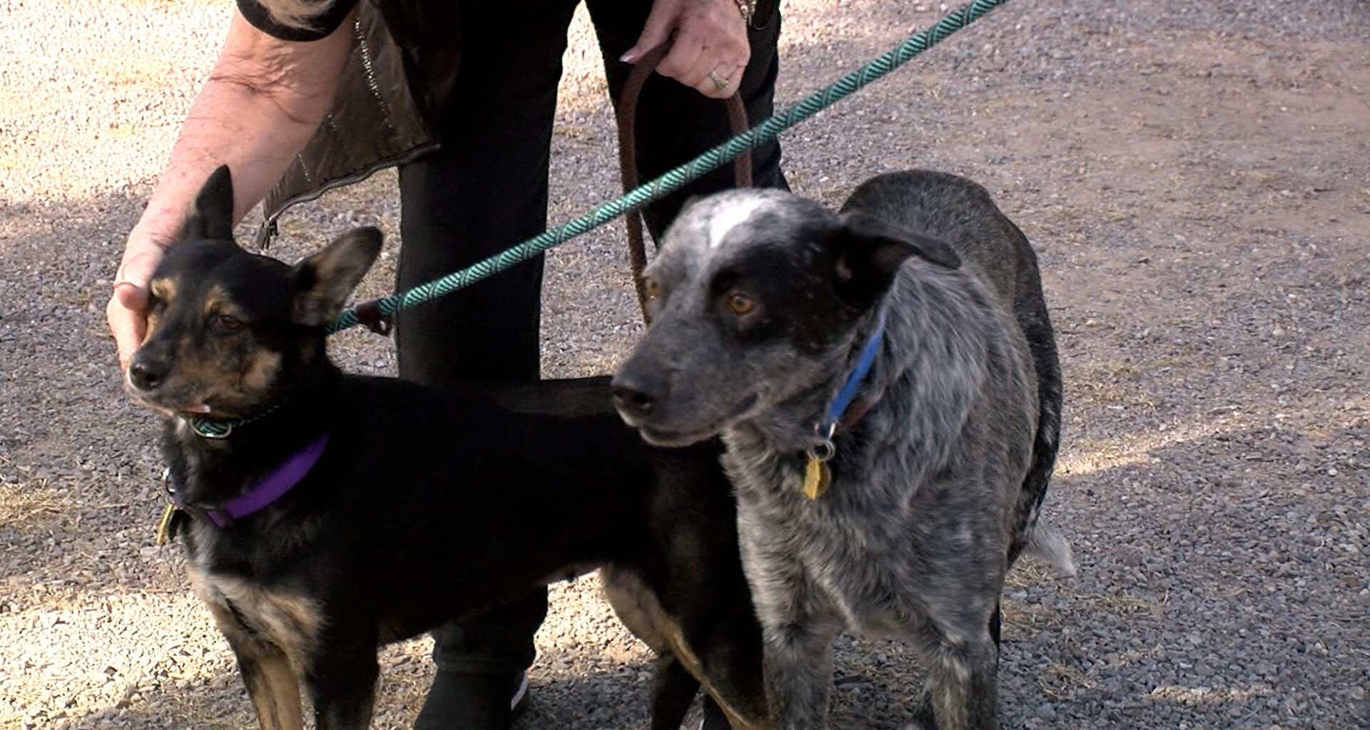 Good Vibes Only: Tale of two inseparable pups in search of a home