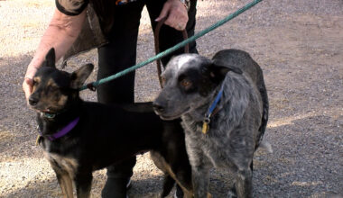 Good Vibes Only: Tale of two inseparable pups in search of a home