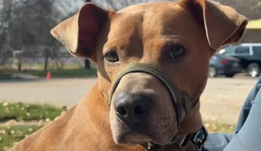 Austin Pets Alive! still caring for pets from Central Texas floods