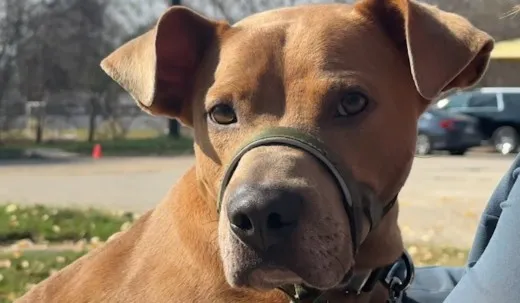 Austin Pets Alive! still caring for pets from Central Texas floods