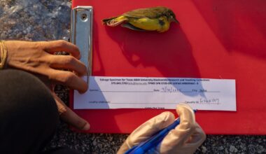 Rough time for birds at Kay Bailey Hutchison Convention Center prompts a rethink in Dallas