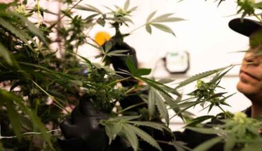 A blossoming Texas medical marijuana industry adds new businesses, products and patients