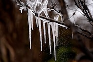 Cold temperatures and a lawn sprinkler create icicle on a tree ahead of a winter storm...