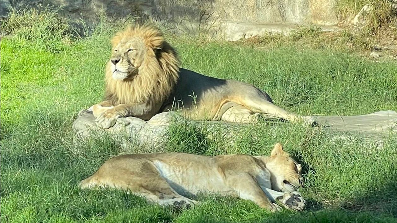 Tau, an African male lion, lays on a rock at the San Antonio Zoo. (San Antonio Zoo)