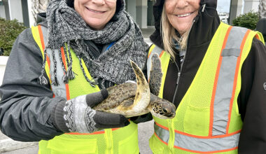 Be on the lookout for cold-stunned sea turtles