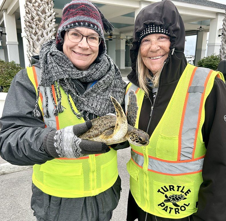 Be on the lookout for cold-stunned sea turtles