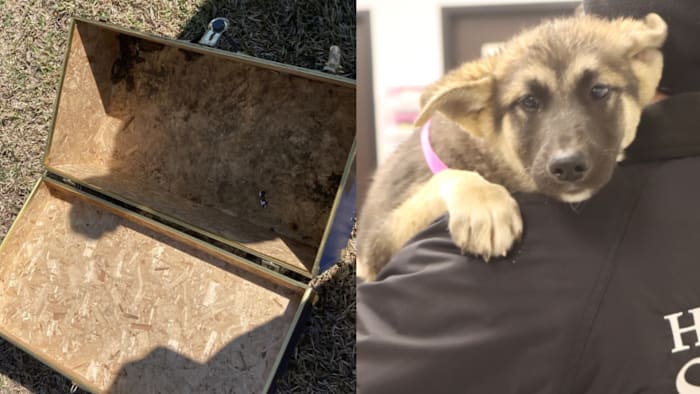 Puppy rescued by HSPCA after being found crying in abandoned trunk at Channelview-area park