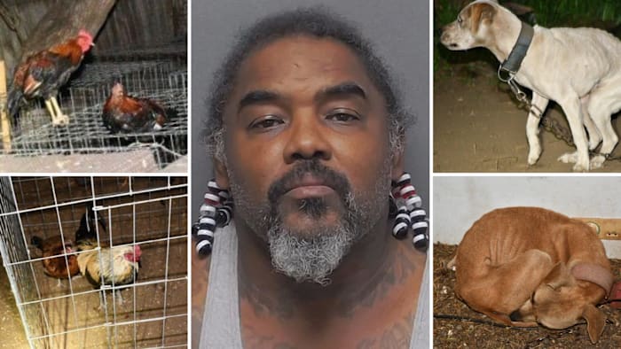 Man arrested after 3 malnourished dogs, more than 60 chickens found in east Bexar County