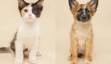 Fur Friday: Dancer and Gremlin offer cozy companionship to ward off winter blues