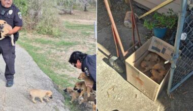 Animal Care Services finds 20 abandoned puppies in 1 week