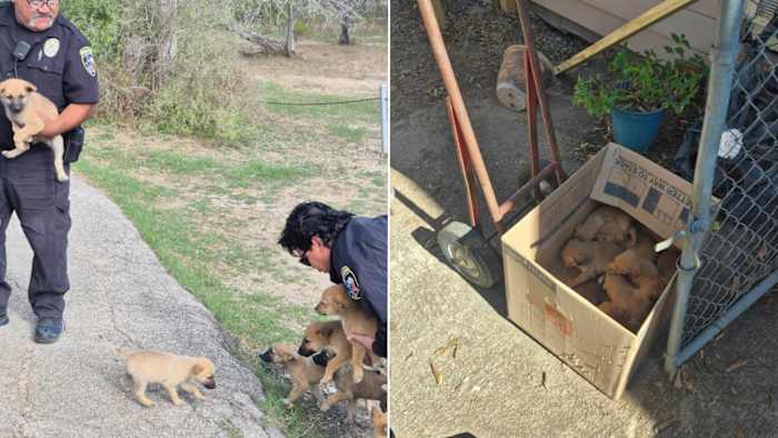 Animal Care Services finds 20 abandoned puppies in 1 week