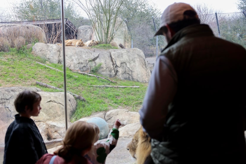 Visitors watch for lions at Dallas Zoo, on Wednesday, Jan. 21, 2026, in Dallas . The Dallas...