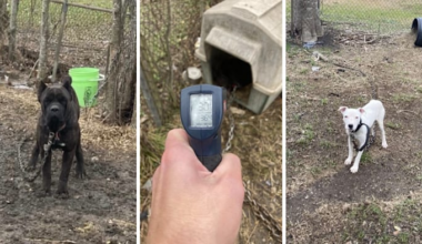 3 dogs rescued after being chained outside during Houston freeze; 4th dog found dead