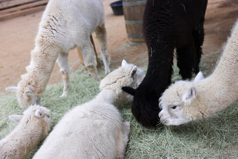 Alpaca feeds on hays at the Dallas Zoo, on Wednesday, Jan. 21, 2026, in Dallas. The zoo is...