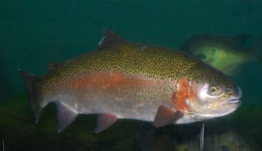 Rainbow Trout swim their way back to Texas waterways