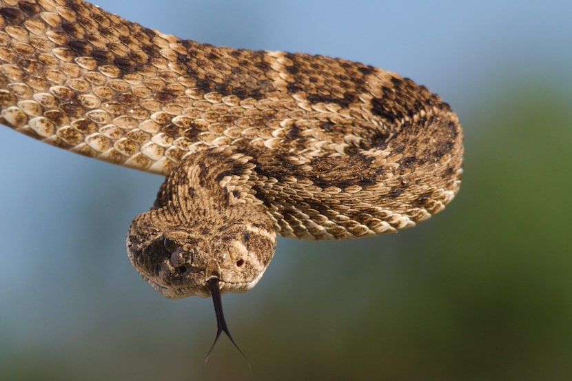 A western diamondback rattlesnake found in North Texas was later confirmed to be the first...