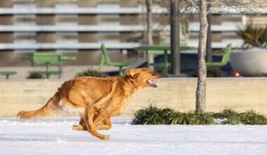 Cold weather advisory issued for North and Central Texas overnight Friday