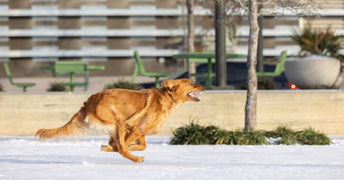 Cold weather advisory issued for North and Central Texas overnight Friday