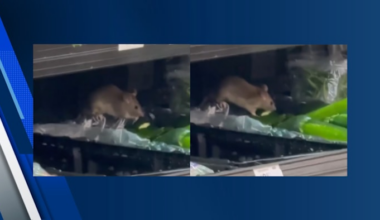 RETURN OF THE RATS? Footage shows rat at same Humble Walmart featured in December report