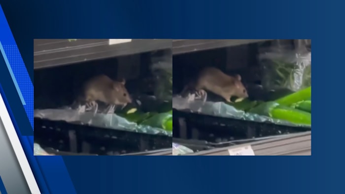 RETURN OF THE RATS? Footage shows rat at same Humble Walmart featured in December report