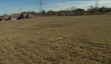 Residents concerned development is leading to more deer-related incidents in Tarrant County