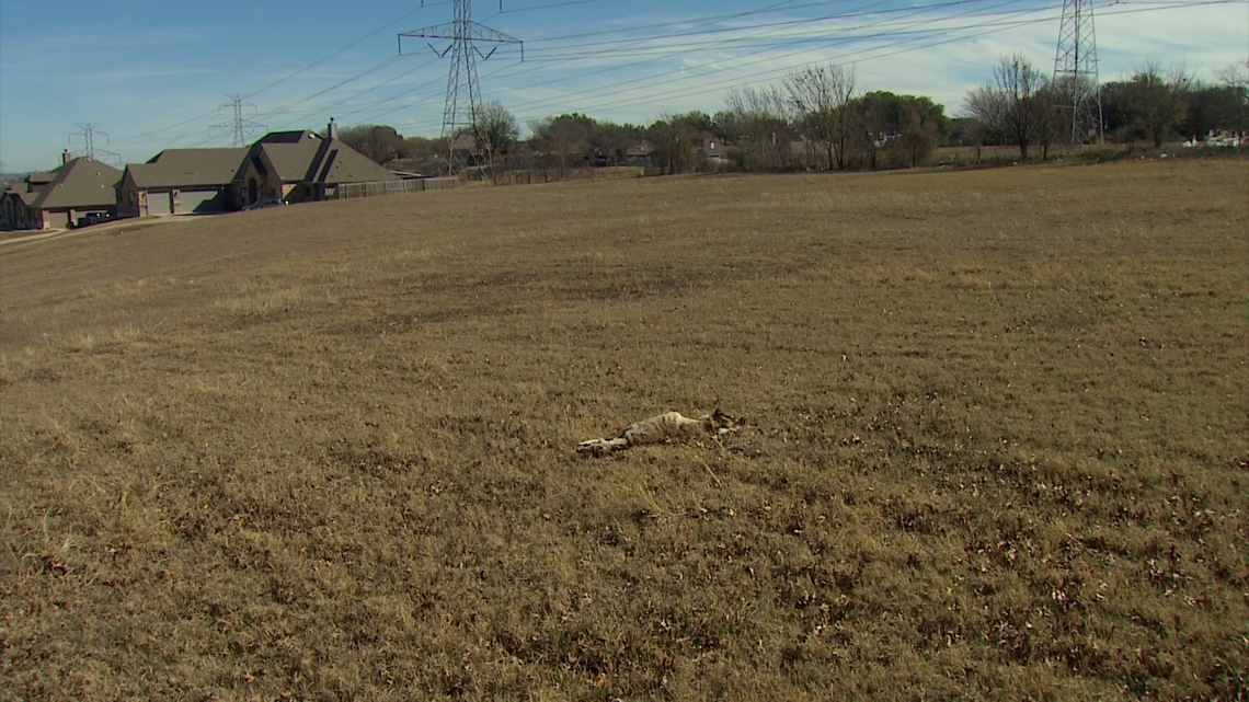 Residents concerned development is leading to more deer-related incidents in Tarrant County
