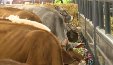 What to know about the 2026 Fort Worth Stock Show and Rodeo