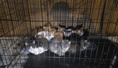 Austin police rescue kittens found abandoned in freezing weather