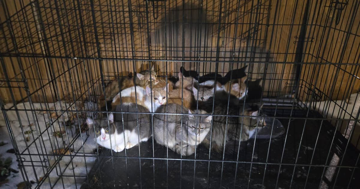 Austin police rescue kittens found abandoned in freezing weather