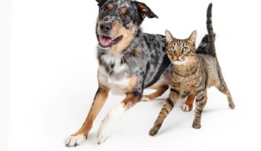 Lubbock's PETS Clinic Offers Essential Care For Weekend Pet Visits