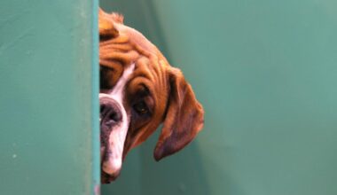 What You Need To Know About El Paso's Dog Regulations