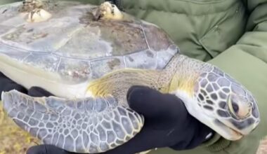 Sea Turtles Are Washing Ashore Along the Texas Coast