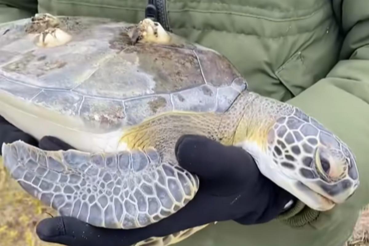 Sea Turtles Are Washing Ashore Along the Texas Coast