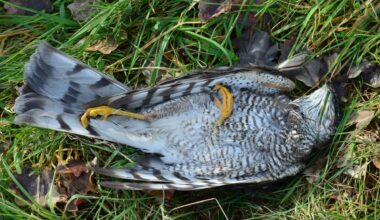 Lubbock Officials Urge Citizens Not To Touch Dead or Sick Birds