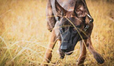 The Number of Abandoned Dogs Continues to Rise In Lubbock