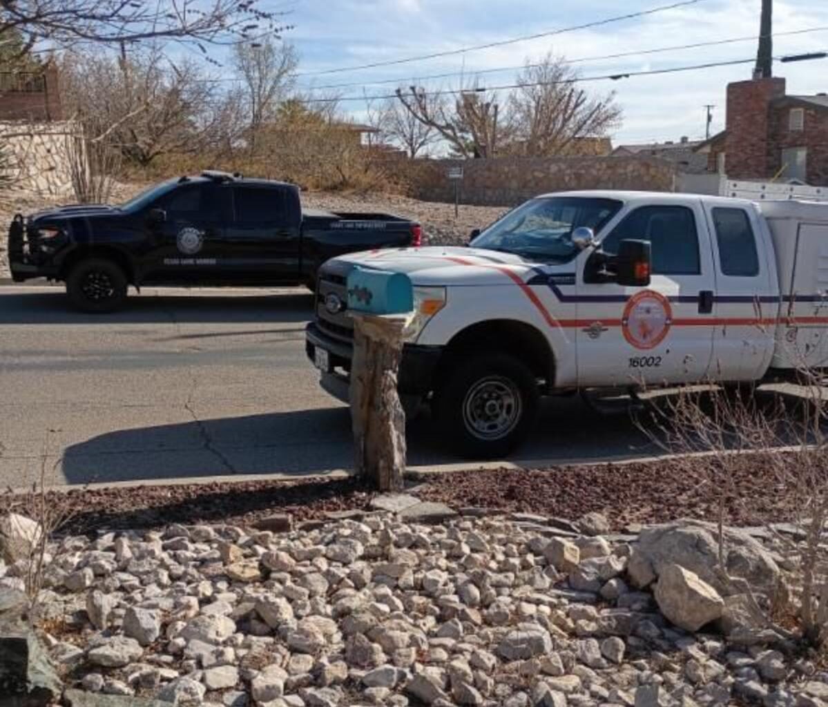 Shocking Deer Behavior In West El Paso