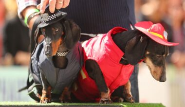 Celebrate Canine Companionship At El Paso's Pawscars Event