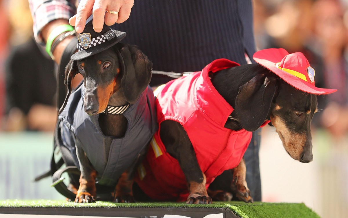 Celebrate Canine Companionship At El Paso's Pawscars Event