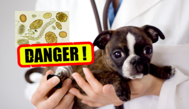 Pet Owners in El Paso Urged to Watch for Screwworm Signs