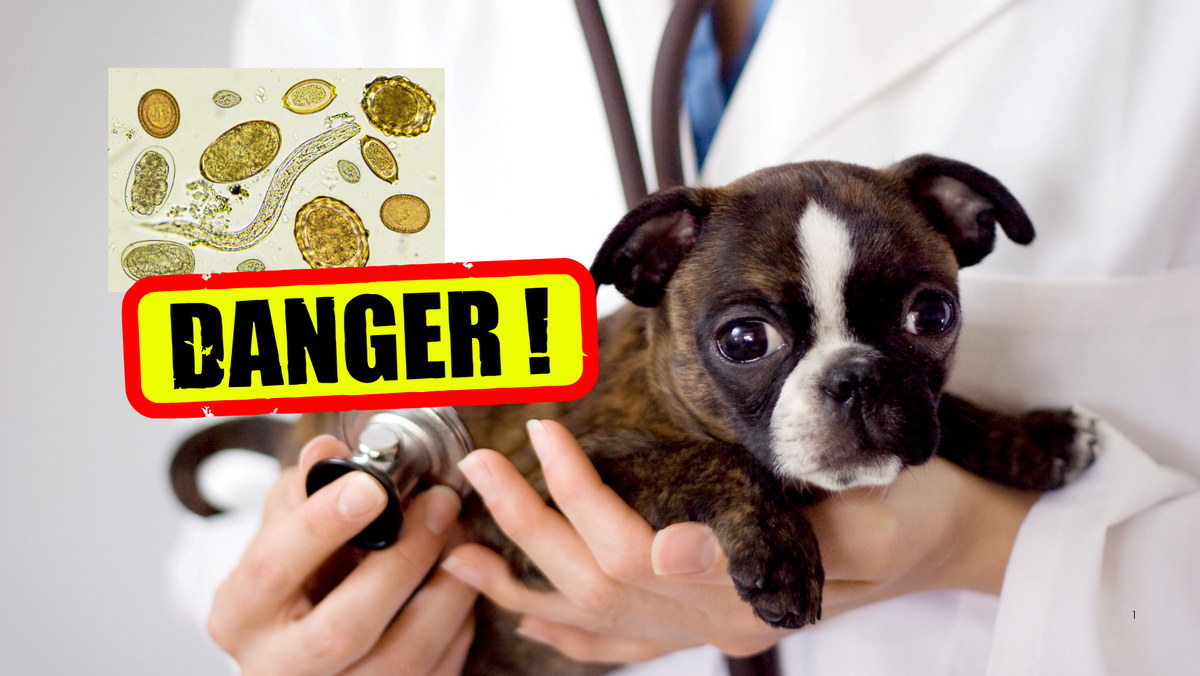 Pet Owners in El Paso Urged to Watch for Screwworm Signs