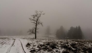 Is Lubbock's Snow Thing A Hoax Or A Real Mystery?
