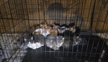 Austin police rescue 8 kittens from cage found on sidewalk in freezing temps