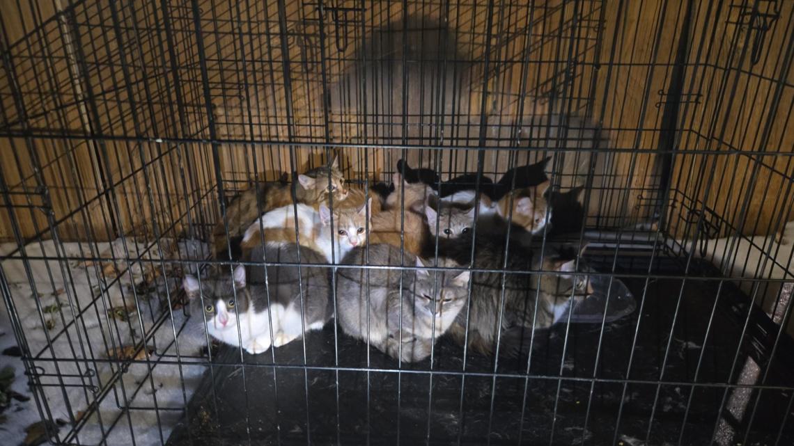 Austin police rescue 8 kittens from cage found on sidewalk in freezing temps