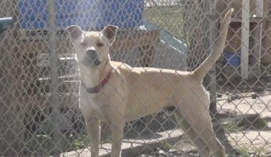 Port Aransas Animal Shelter closes temporarily to contain kennel cough outbreak