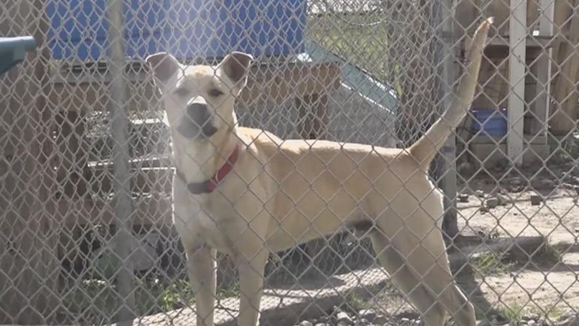 Port Aransas Animal Shelter closes temporarily to contain kennel cough outbreak