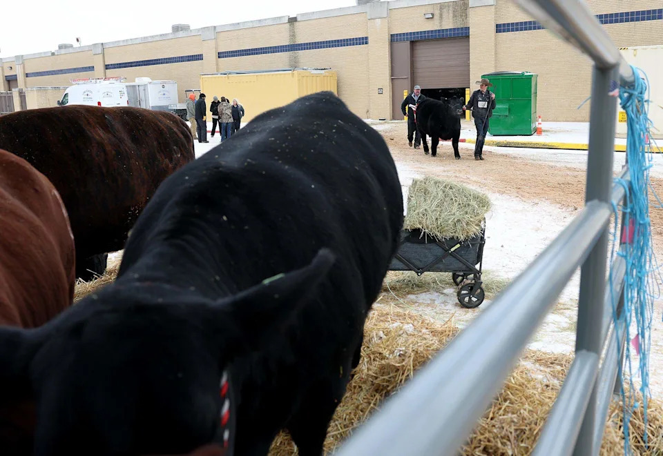 Snow covers the ground at the Fort Worth Stock Show & Rodeo barns on Sunday, Jan. 25, 2026, in Fort Worth. The stock show continued despite the winter weather. Communications director Matt Brockman encouraged folks coming to the show to bundle up and travel safe if they plan on coming this weekend