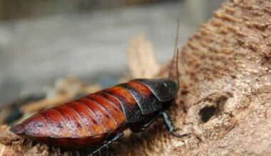 San Antonio Zoo relaunches Cry Me a Cockroach fundraiser