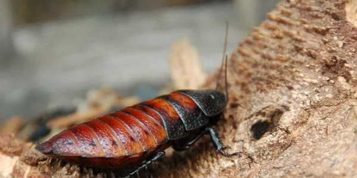 San Antonio Zoo relaunches Cry Me a Cockroach fundraiser